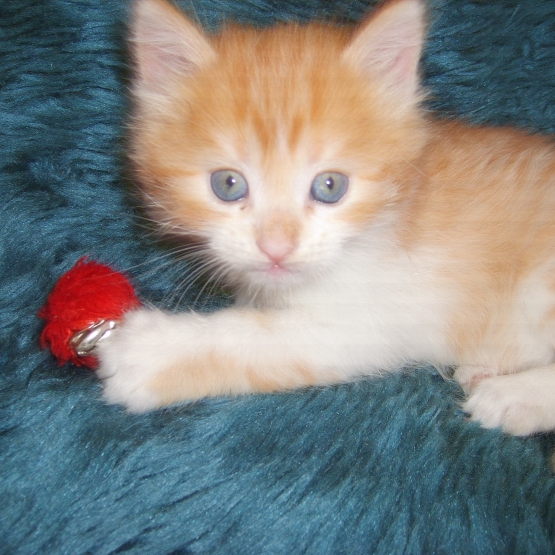 Image pour l'annonce Chaton a donne