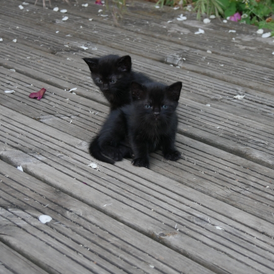Image pour l'annonce Donne chatons
