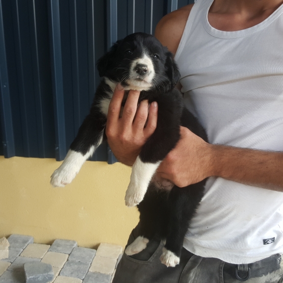 Image pour l'annonce Donne chiot male et femelle