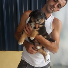 Image pour l'annonce Donne chiot male et femelle