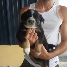 Image pour l'annonce Donne chiot male et femelle