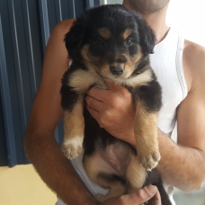 Image pour l'annonce Donne chiot male et femelle