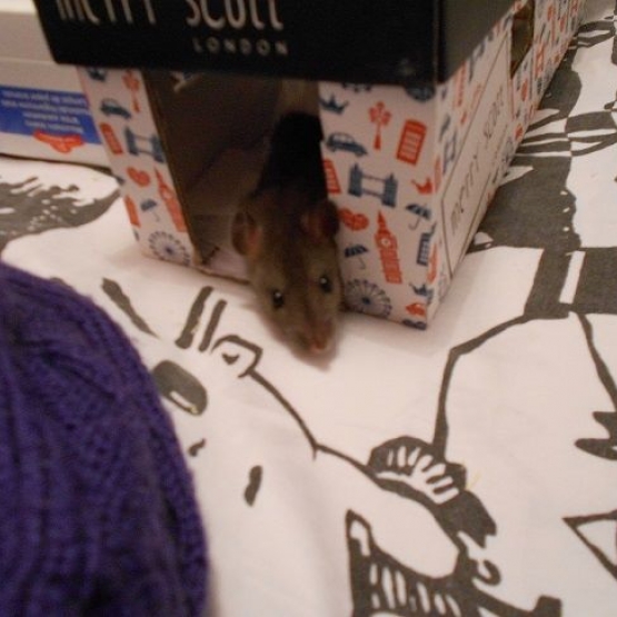 Image pour l'annonce Donne 4 bébés rats mâles