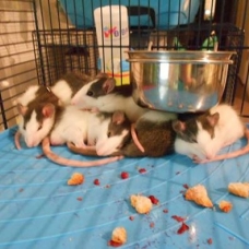 Image pour l'annonce Donne 4 bébés rats mâles