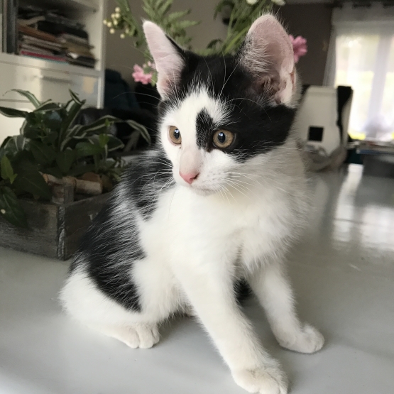 Image pour l'annonce Donne chaton