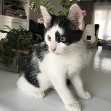 Image pour l'annonce Donne chaton