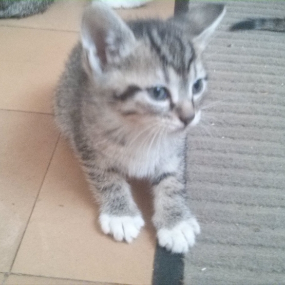 Image pour l'annonce Donne chatons