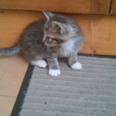 Image pour l'annonce Donne chatons