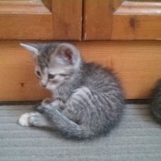 Image pour l'annonce Donne chatons