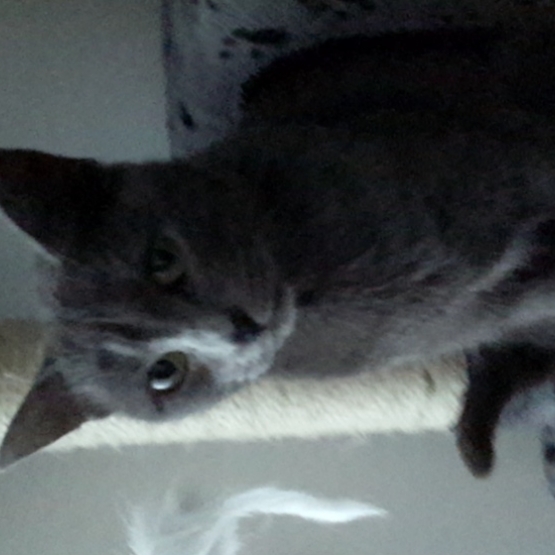Image pour l'annonce Chatte