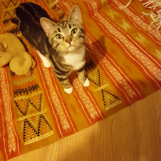 Image pour l'annonce Chatte
