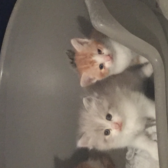 Image pour l'annonce 4 chaton à donner