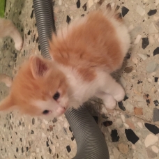 Image pour l'annonce 4 chaton à donner
