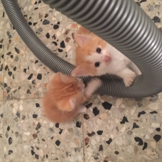 Image pour l'annonce 4 chaton à donner