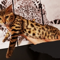 Image pour l'annonce Disponible chaton bengal