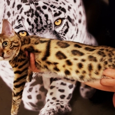 Image pour l'annonce Disponible chaton bengal