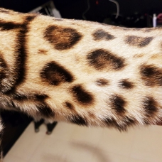 Image pour l'annonce Disponible chaton bengal