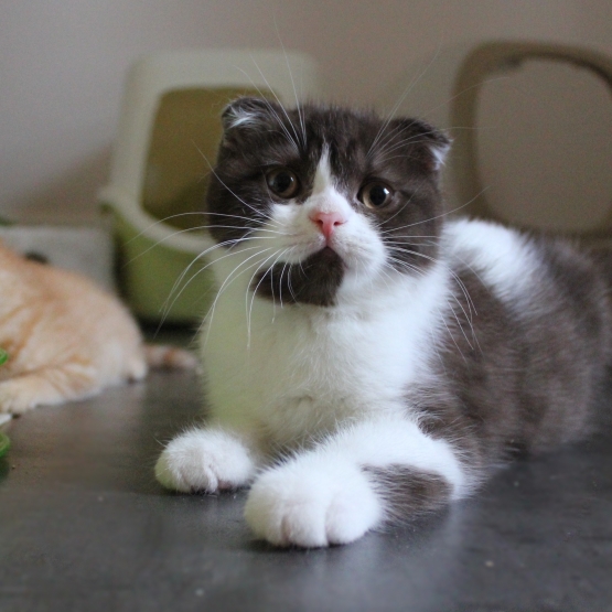 Image pour l'annonce Vend chaton scottish fold