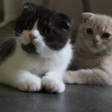 Image pour l'annonce Vend chaton scottish fold