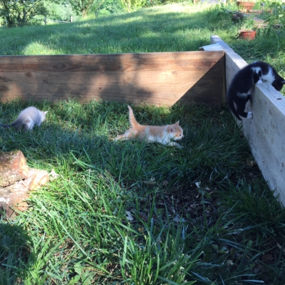 Image pour l'annonce Donne deux femelles chatons