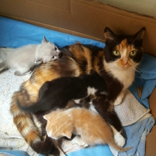 Image pour l'annonce Donne deux femelles chatons