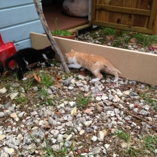 Image pour l'annonce Donne deux femelles chatons