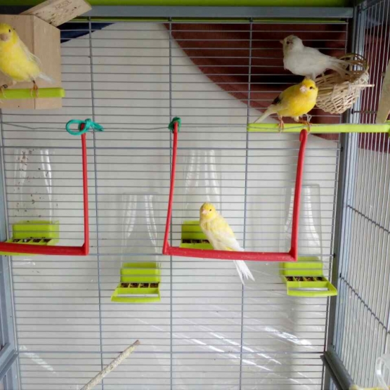 Image pour l'annonce Canaris x4
