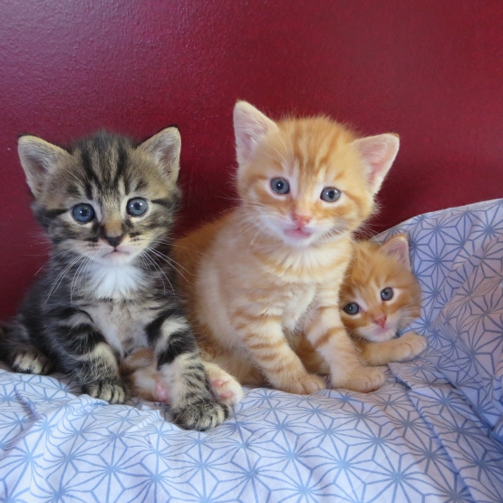 Image pour l'annonce Donne chatons à câliner