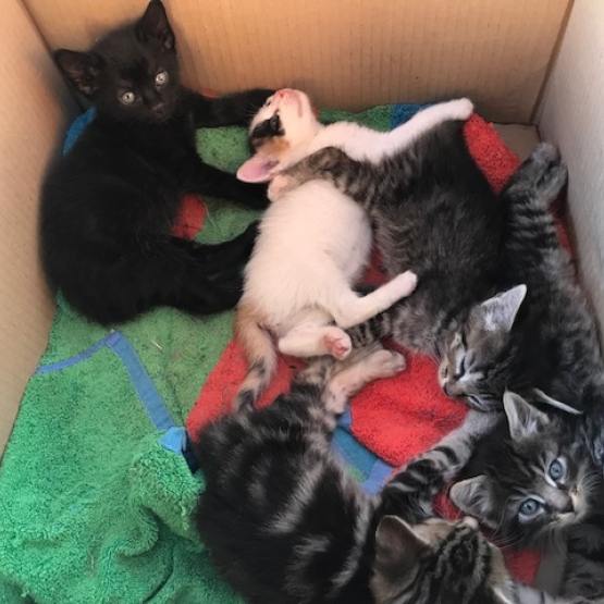 Image pour l'annonce Donne chatons