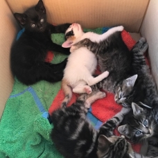 Image pour l'annonce Donne chatons