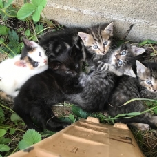 Image pour l'annonce Donne chatons
