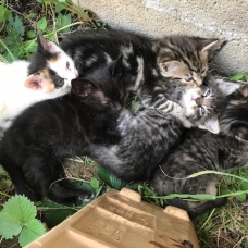 Image pour l'annonce Donne chatons