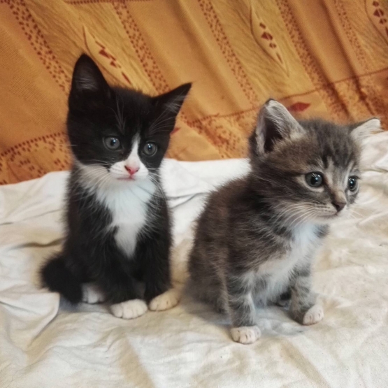 Image pour l'annonce Donne 2 chatons
