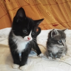 Image pour l'annonce Donne 2 chatons