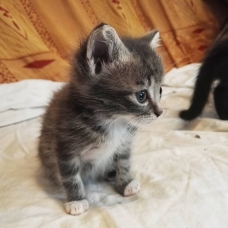 Image pour l'annonce Donne 2 chatons