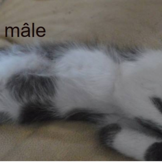 Image pour l'annonce donne  chaton male et femelle
