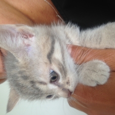 Image pour l'annonce Donne chaton gris clair