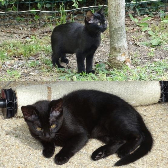 Image pour l'annonce Donne  chatons femelles