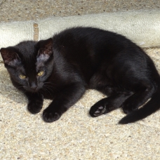 Image pour l'annonce Donne  chatons femelles