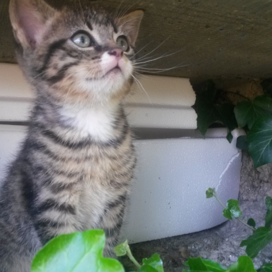 Image pour l'annonce Donne chatons