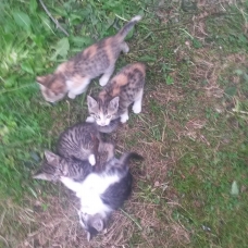 Image pour l'annonce Donne chatons