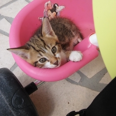 Image pour l'annonce donne 4 chatons deux mâle et deux femelle