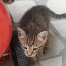 Image pour l'annonce donne 4 chatons deux mâle et deux femelle