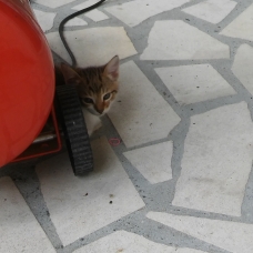 Image pour l'annonce donne 4 chatons deux mâle et deux femelle