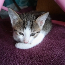 Image pour l'annonce donne 4 chatons deux mâle et deux femelle