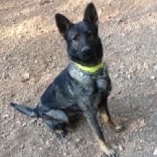 Image pour l'annonce Elevage Bergers Belge Malinois
