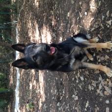 Image pour l'annonce Elevage Bergers Belge Malinois