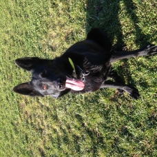 Image pour l'annonce Elevage Bergers Belge Malinois