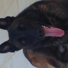 Image pour l'annonce Elevage Bergers Belge Malinois
