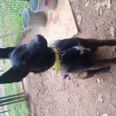 Image pour l'annonce Elevage Bergers Belge Malinois